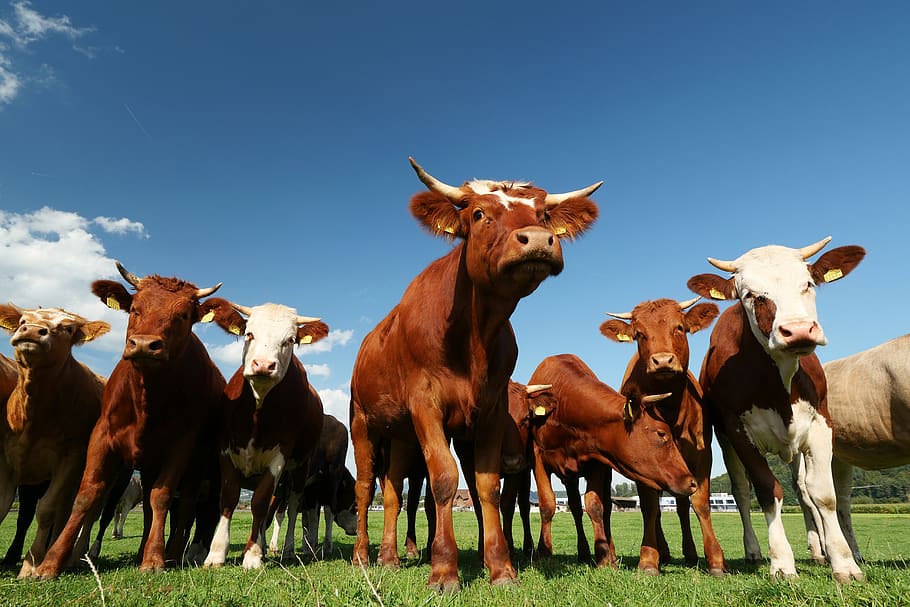 cows flock cow cattle farm agriculture bos4us